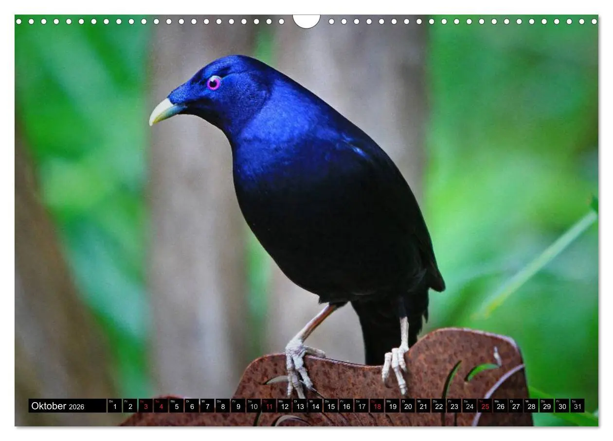 Bild: 9783516112443 | Australiens Tierwelt (Wandkalender 2026 DIN A3 quer), CALVENDO...