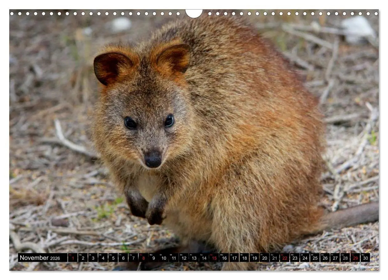 Bild: 9783516112443 | Australiens Tierwelt (Wandkalender 2026 DIN A3 quer), CALVENDO...