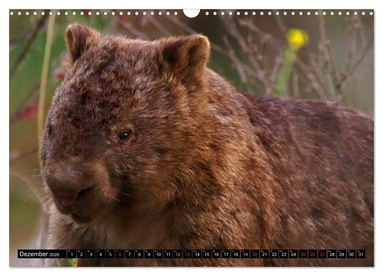 Bild: 9783516112443 | Australiens Tierwelt (Wandkalender 2026 DIN A3 quer), CALVENDO...