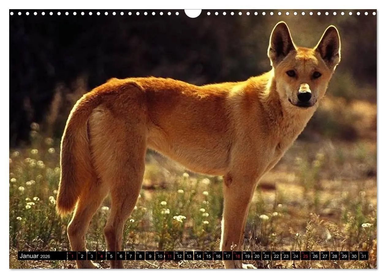 Bild: 9783516112443 | Australiens Tierwelt (Wandkalender 2026 DIN A3 quer), CALVENDO...