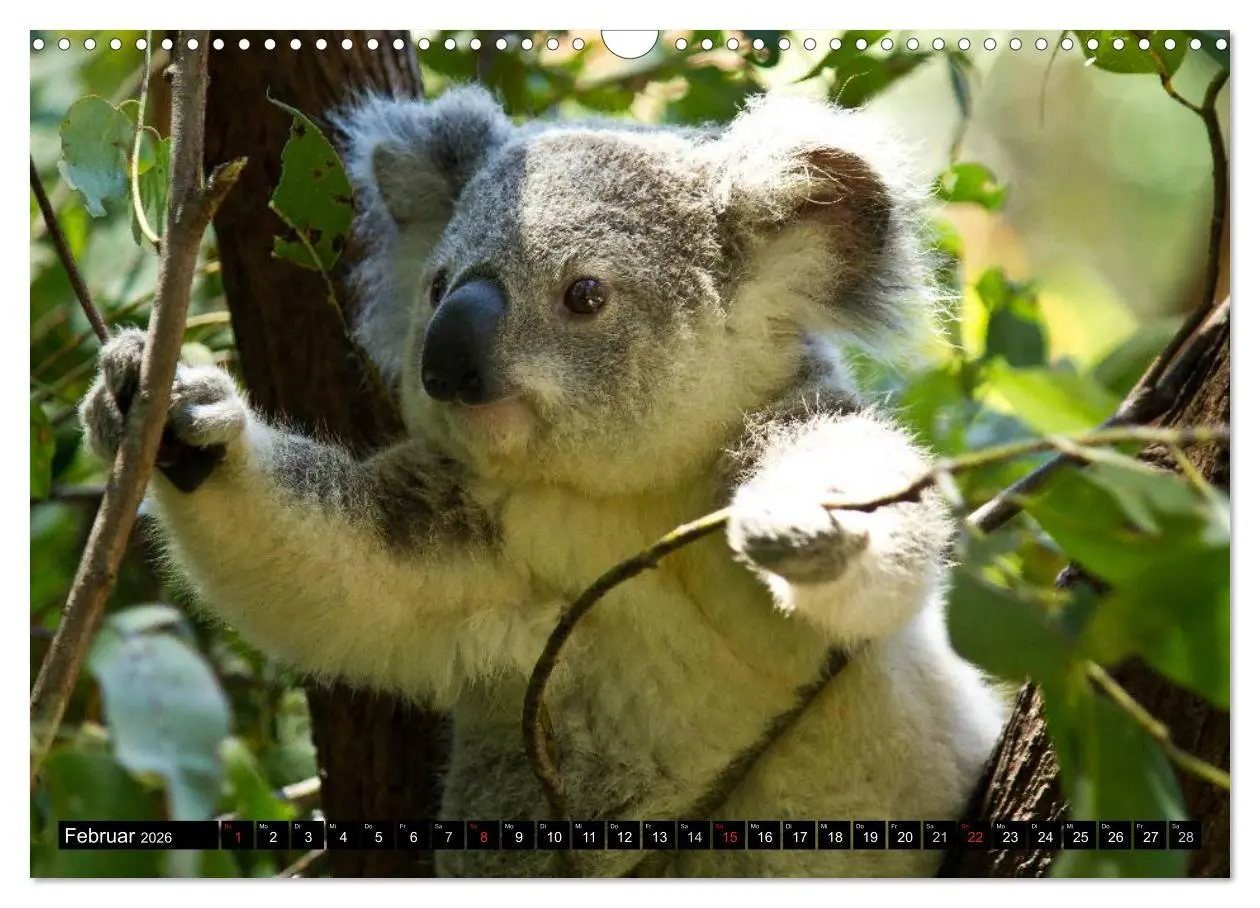 Bild: 9783516112443 | Australiens Tierwelt (Wandkalender 2026 DIN A3 quer), CALVENDO...