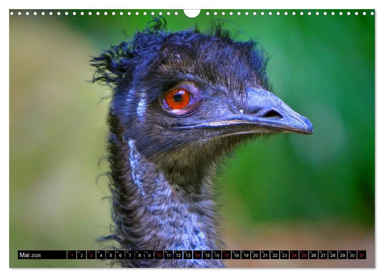 Bild: 9783516112443 | Australiens Tierwelt (Wandkalender 2026 DIN A3 quer), CALVENDO...