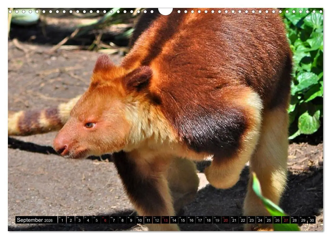Bild: 9783516112443 | Australiens Tierwelt (Wandkalender 2026 DIN A3 quer), CALVENDO...