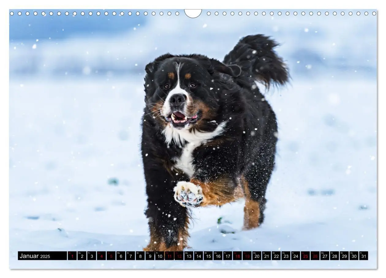 Bild: 9783457182543 | Berner Sennenhunde - Faszinierende Herzensbrecher (Wandkalender...