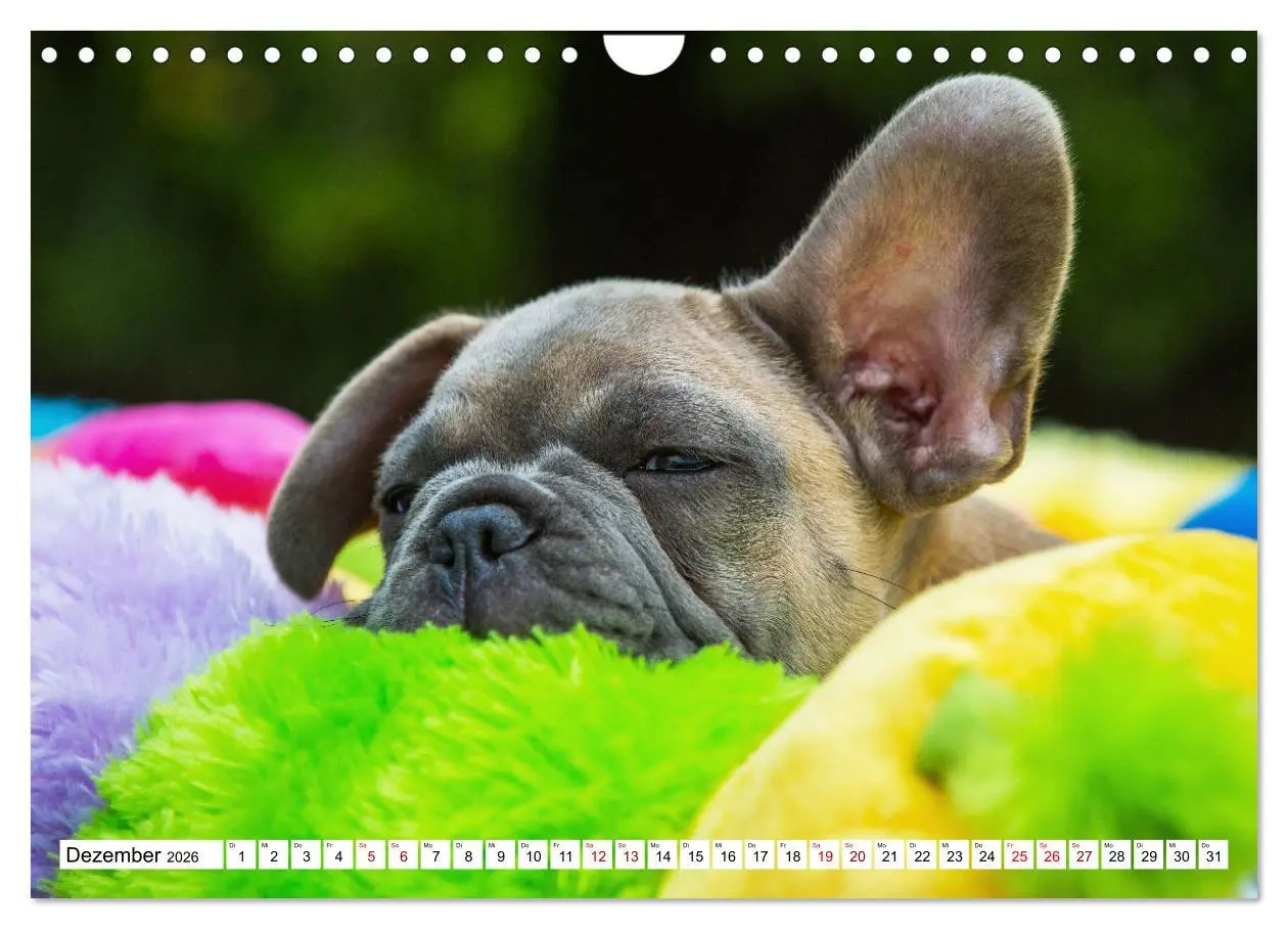 Bild: 9783457632543 | Französische Bulldogge - Kleine Helden auf vier Pfoten...