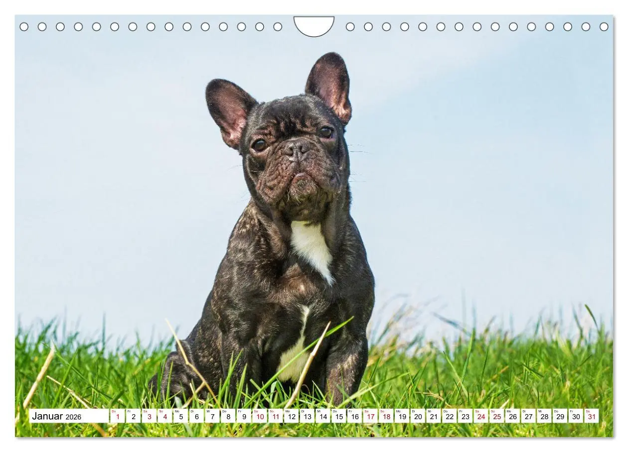 Bild: 9783457632543 | Französische Bulldogge - Kleine Helden auf vier Pfoten...