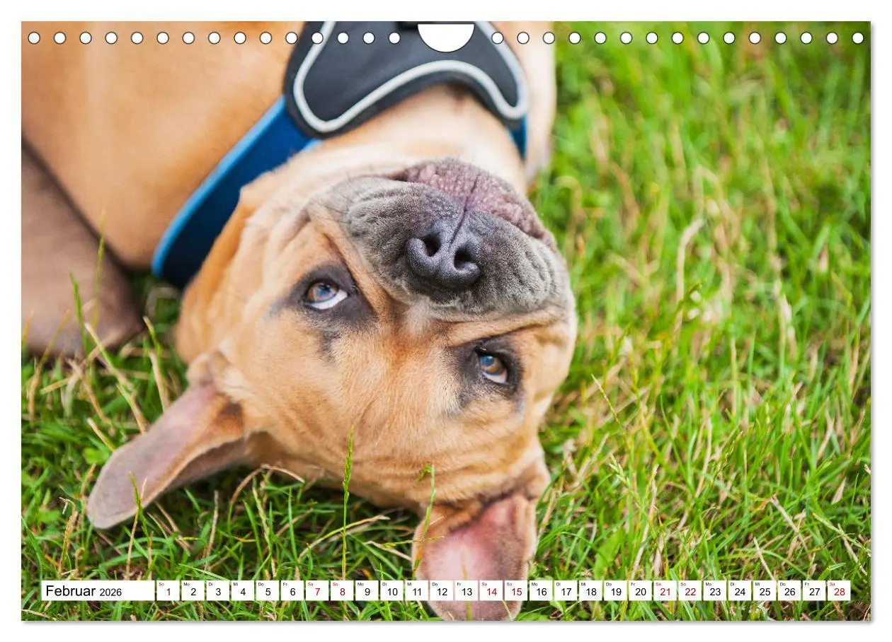 Bild: 9783457632543 | Französische Bulldogge - Kleine Helden auf vier Pfoten...