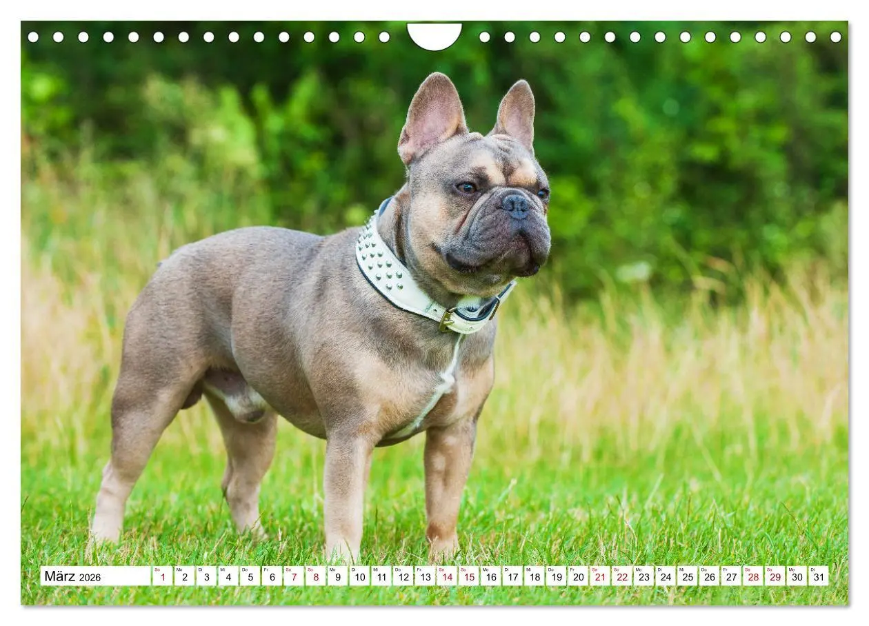 Bild: 9783457632543 | Französische Bulldogge - Kleine Helden auf vier Pfoten...