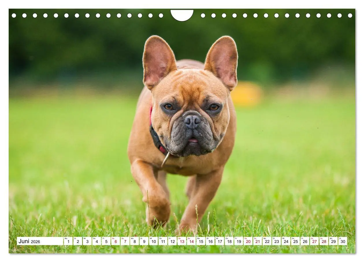 Bild: 9783457632543 | Französische Bulldogge - Kleine Helden auf vier Pfoten...