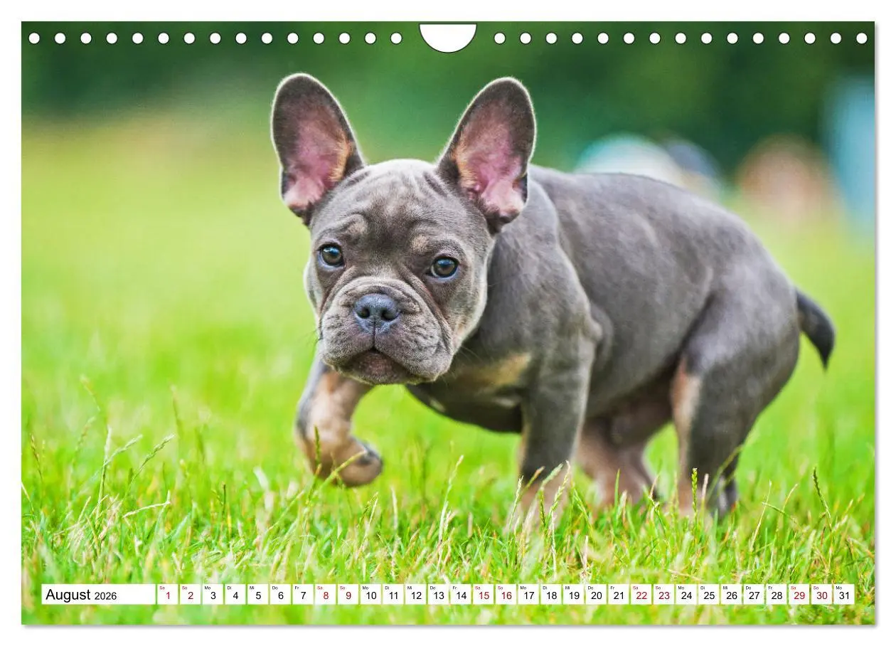 Bild: 9783457632543 | Französische Bulldogge - Kleine Helden auf vier Pfoten...