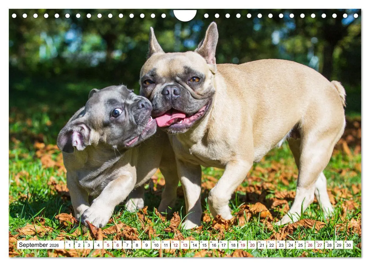 Bild: 9783457632543 | Französische Bulldogge - Kleine Helden auf vier Pfoten...