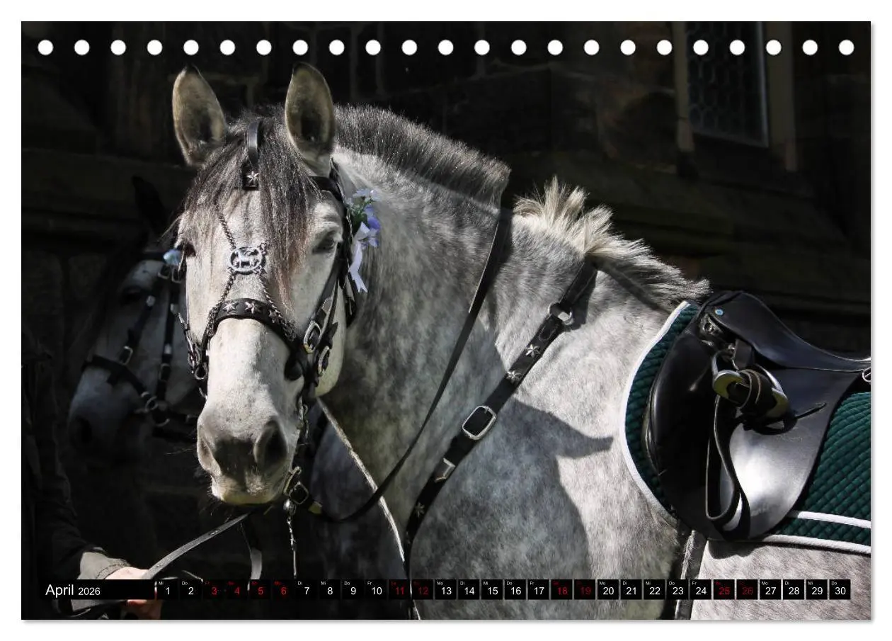 Bild: 9783457872543 | Schwere Warmblüter 2026 (Tischkalender 2026 DIN A5 quer), CALVENDO...