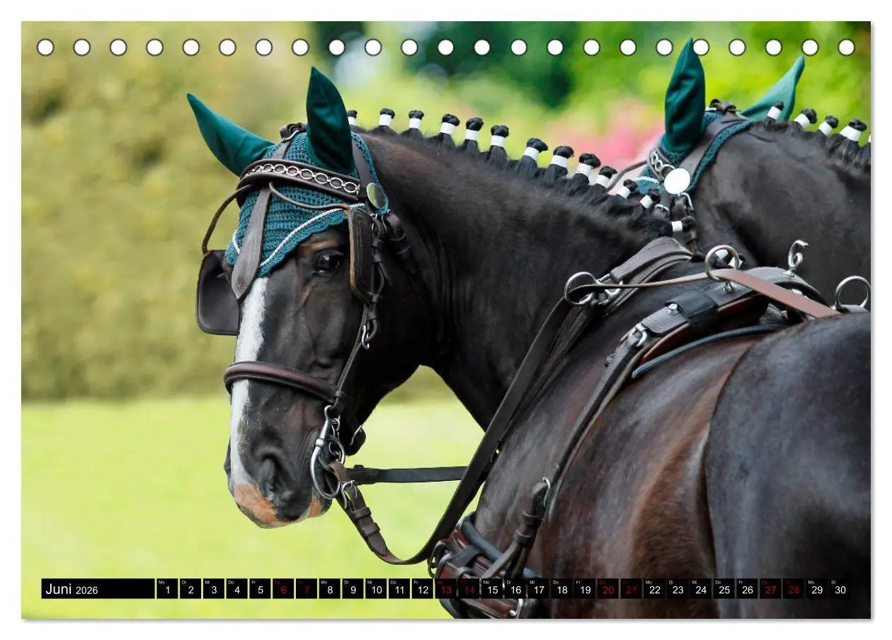 Bild: 9783457872543 | Schwere Warmblüter 2026 (Tischkalender 2026 DIN A5 quer), CALVENDO...