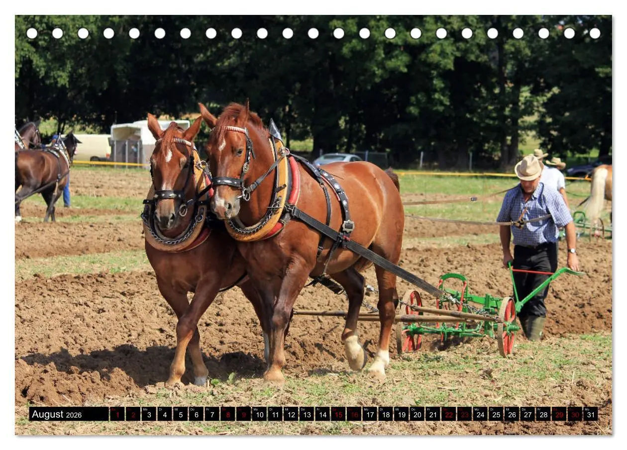 Bild: 9783457872543 | Schwere Warmblüter 2026 (Tischkalender 2026 DIN A5 quer), CALVENDO...