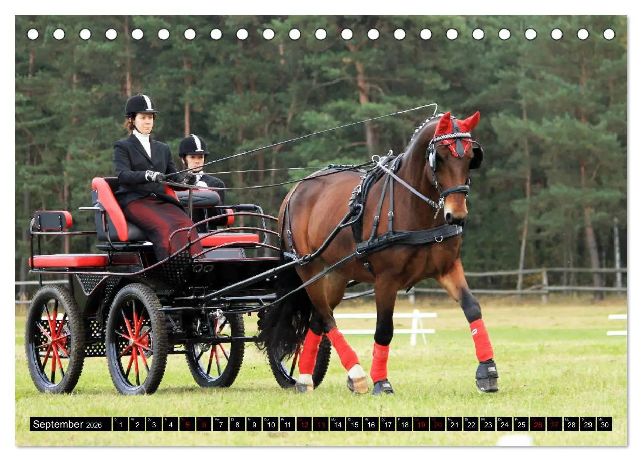 Bild: 9783457872543 | Schwere Warmblüter 2026 (Tischkalender 2026 DIN A5 quer), CALVENDO...