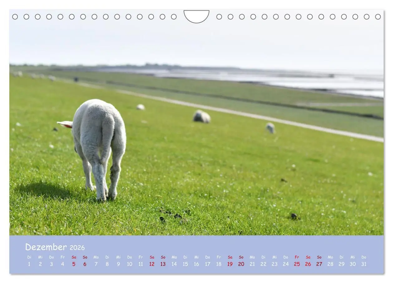 Bild: 9783457552643 | Wolle &amp; Hörner (Wandkalender 2026 DIN A4 quer), CALVENDO...
