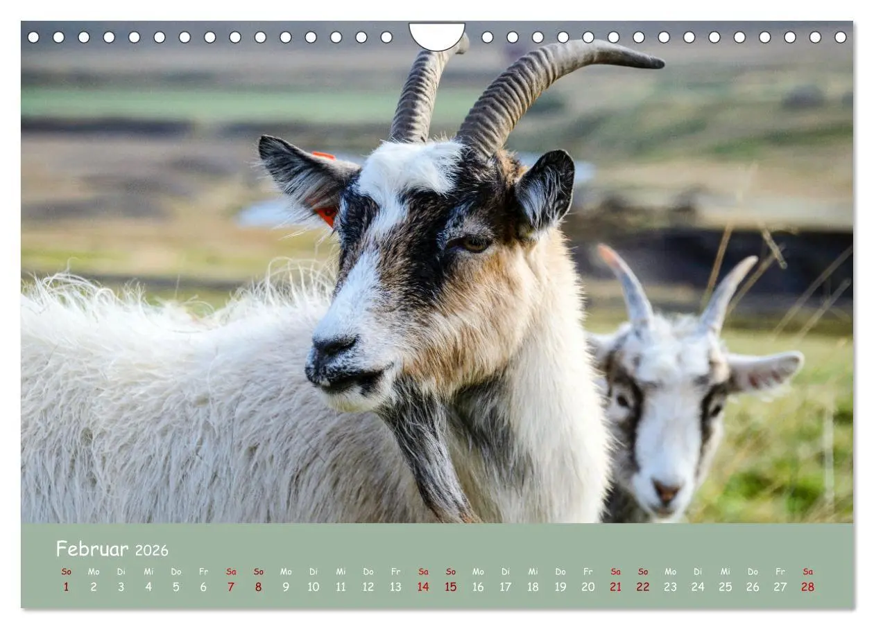 Bild: 9783457552643 | Wolle &amp; Hörner (Wandkalender 2026 DIN A4 quer), CALVENDO...