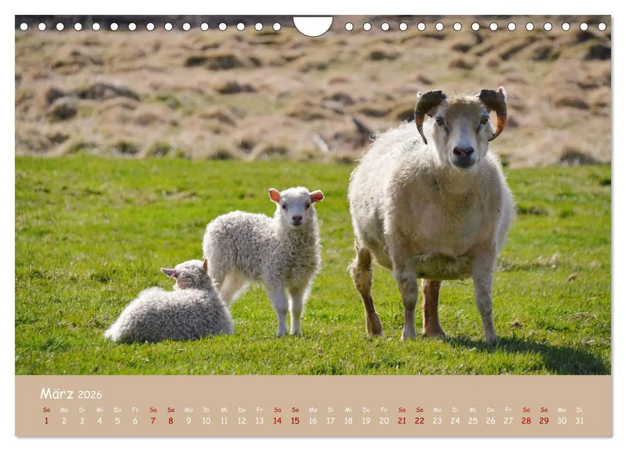 Bild: 9783457552643 | Wolle &amp; Hörner (Wandkalender 2026 DIN A4 quer), CALVENDO...