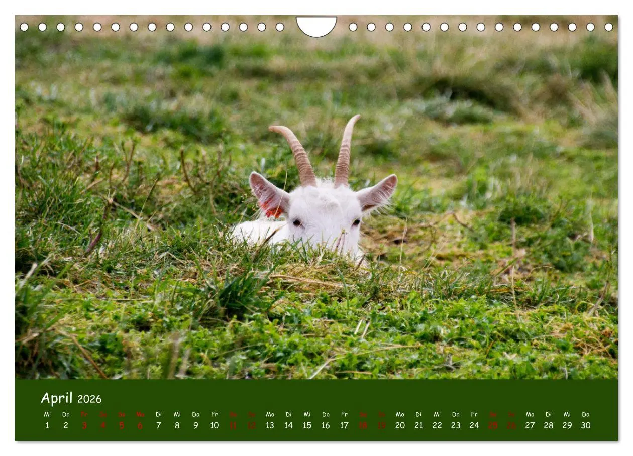 Bild: 9783457552643 | Wolle &amp; Hörner (Wandkalender 2026 DIN A4 quer), CALVENDO...