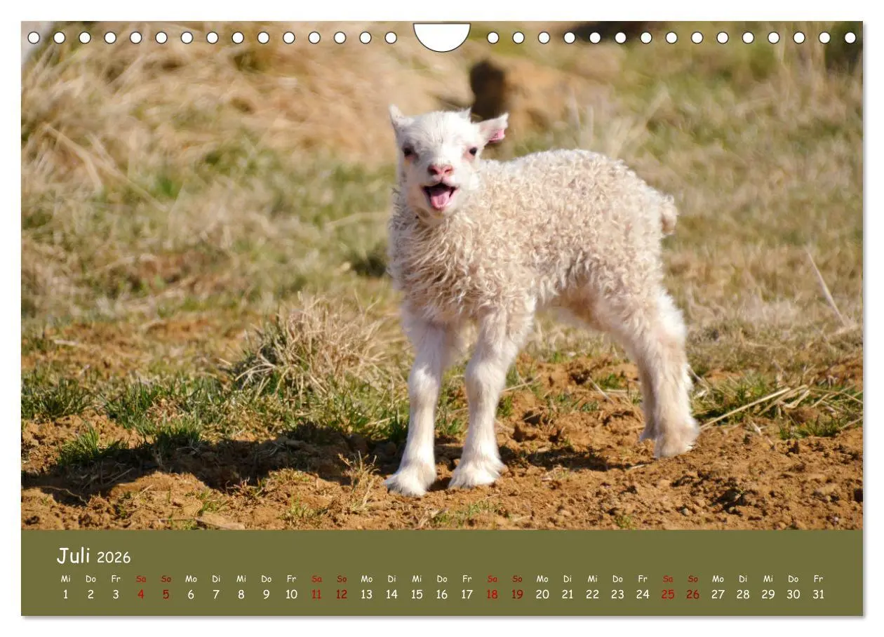 Bild: 9783457552643 | Wolle &amp; Hörner (Wandkalender 2026 DIN A4 quer), CALVENDO...