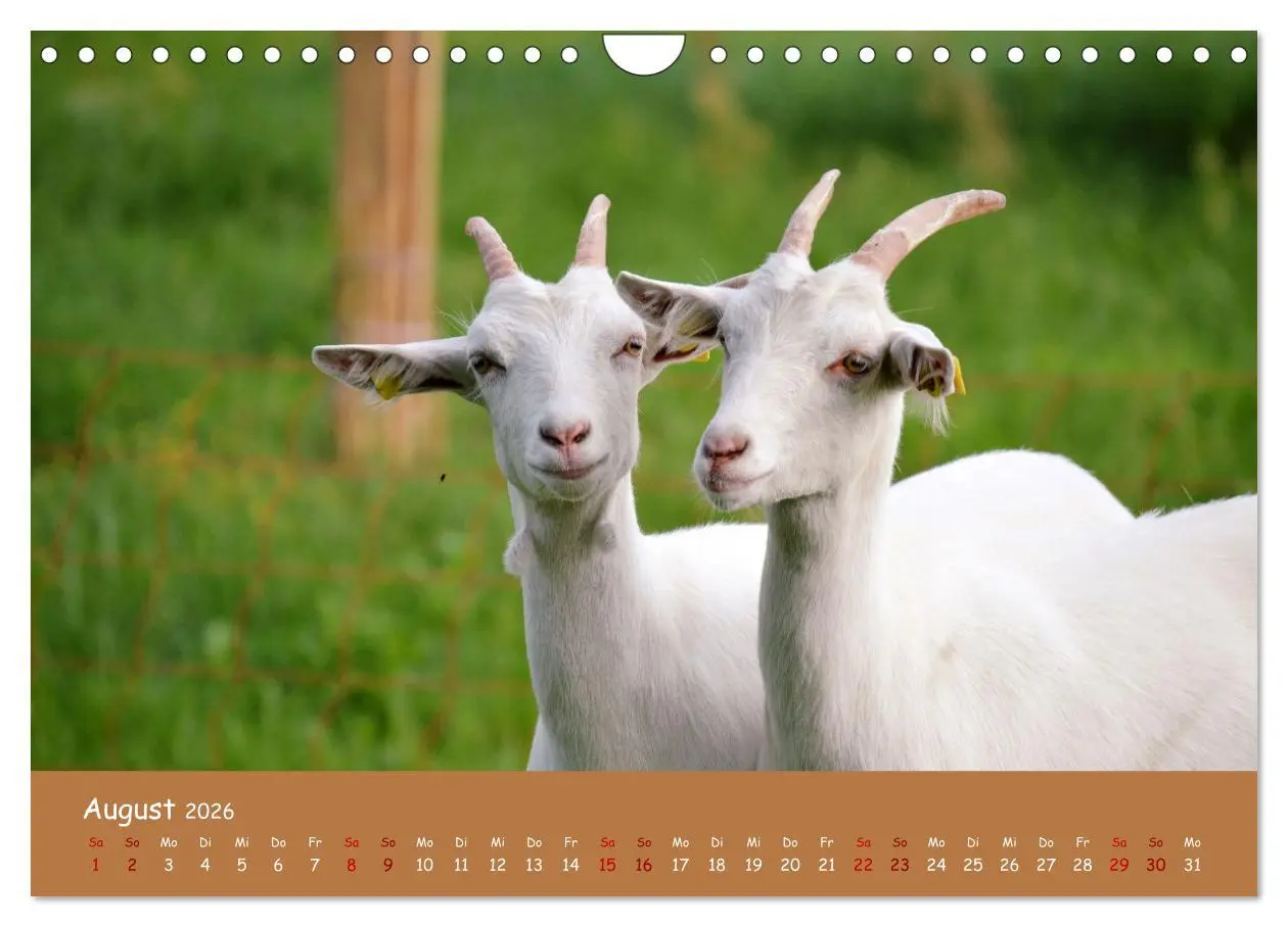 Bild: 9783457552643 | Wolle &amp; Hörner (Wandkalender 2026 DIN A4 quer), CALVENDO...