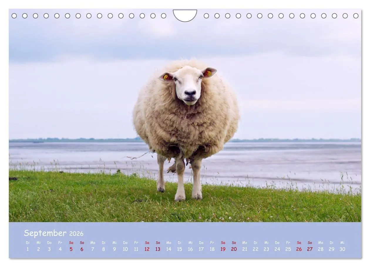 Bild: 9783457552643 | Wolle &amp; Hörner (Wandkalender 2026 DIN A4 quer), CALVENDO...