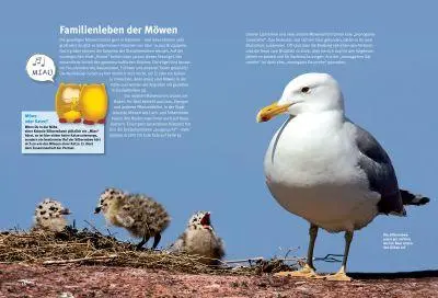 Bild: 9783866592643 | Entdecke die Möwen | Thomas Schmidt | Buch | 56 S. | Deutsch | 2014
