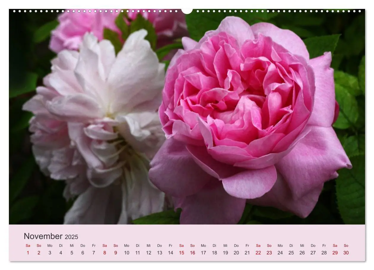 Bild: 9783435452743 | Rosen Reigen im Garten (Wandkalender 2025 DIN A2 quer), CALVENDO...