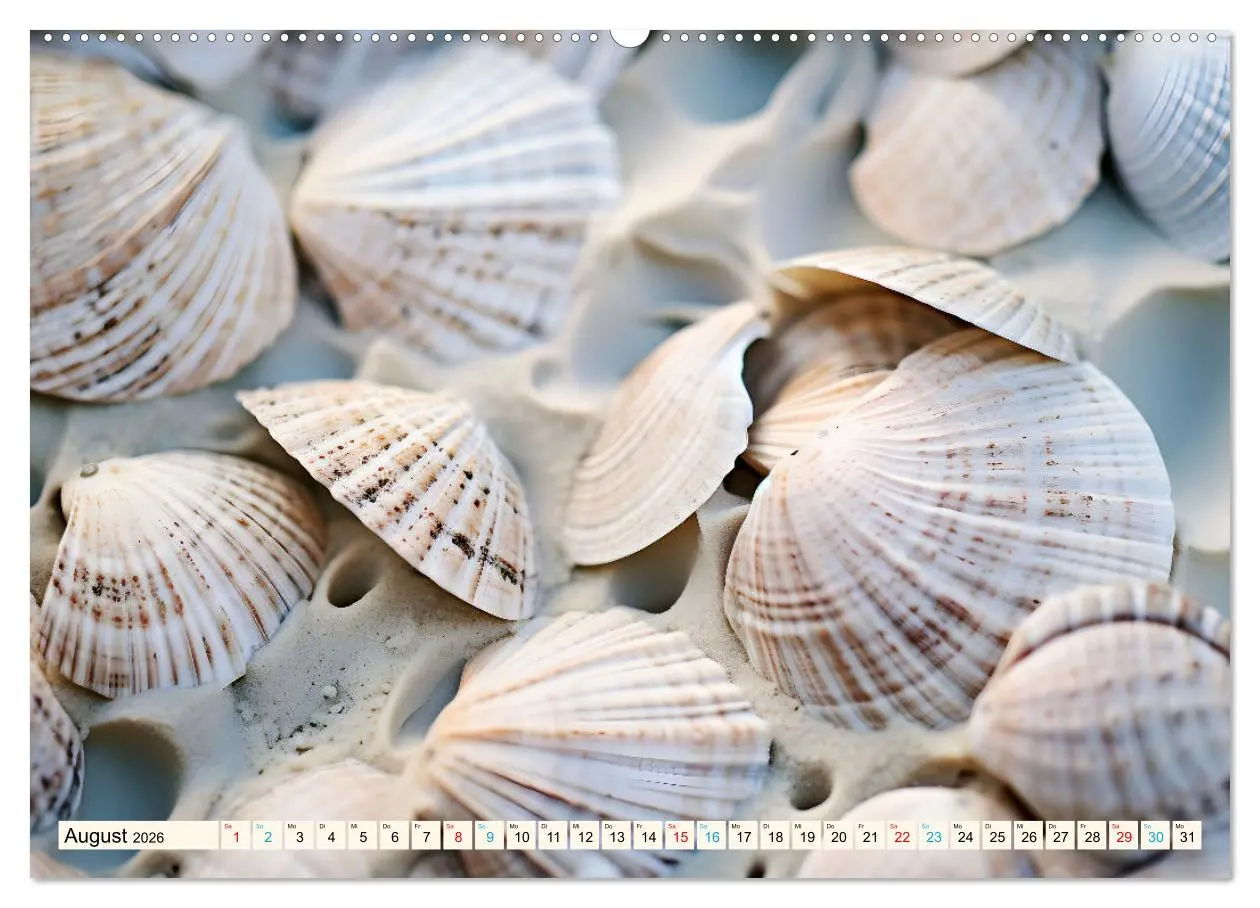 Bild: 9783457392843 | Faszination Muscheln (hochwertiger Premium Wandkalender 2026 DIN A2...