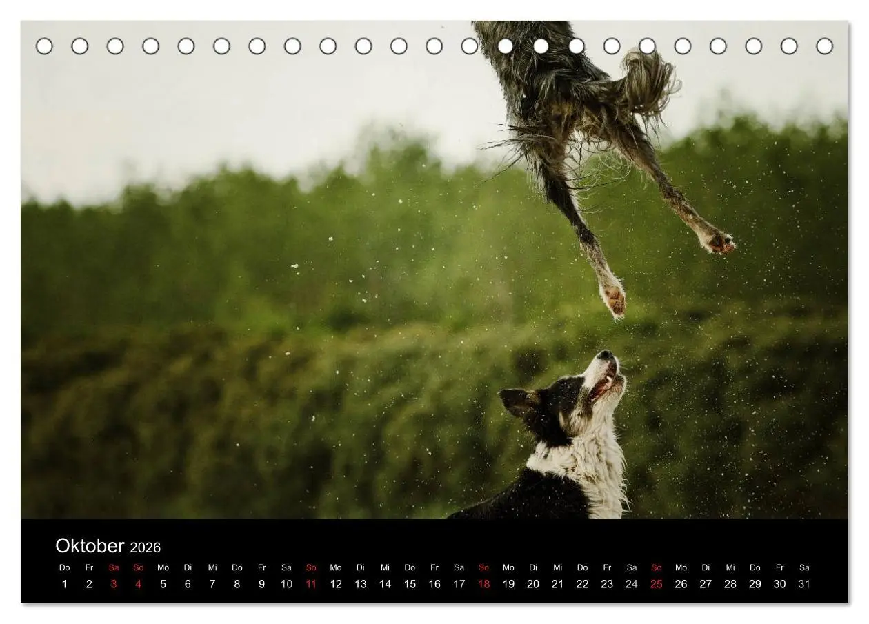 Bild: 9783516172843 | Der Bordercollie-Kalender (Tischkalender 2026 DIN A5 quer),...