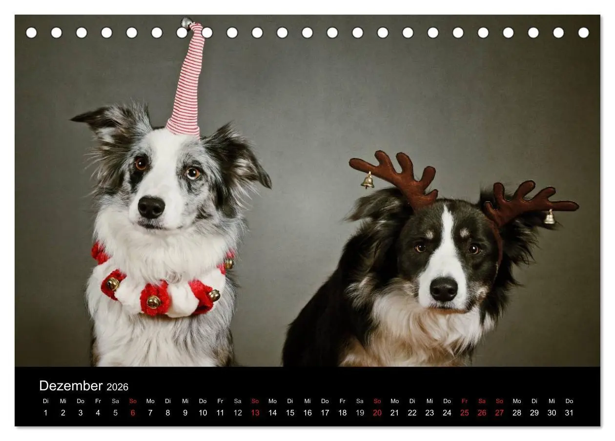 Bild: 9783516172843 | Der Bordercollie-Kalender (Tischkalender 2026 DIN A5 quer),...