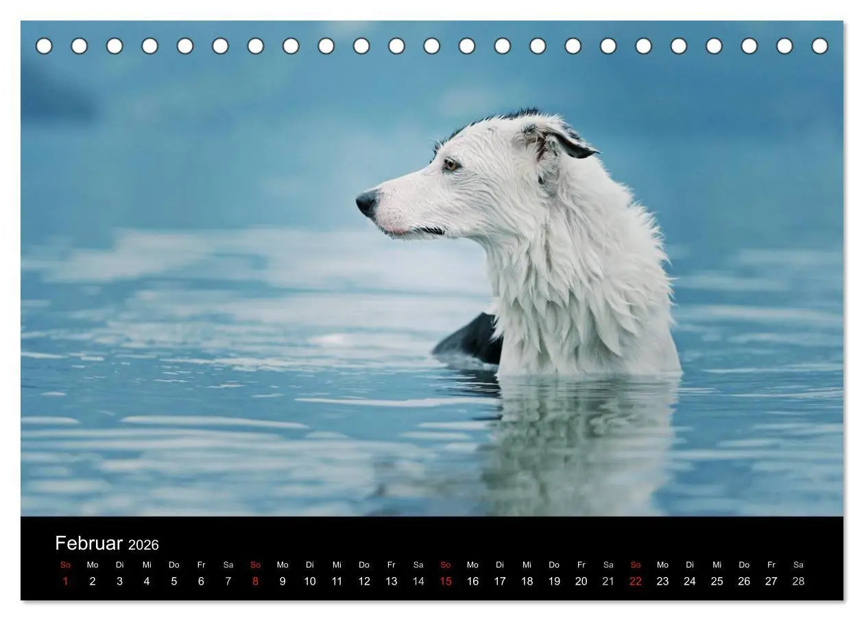 Bild: 9783516172843 | Der Bordercollie-Kalender (Tischkalender 2026 DIN A5 quer),...