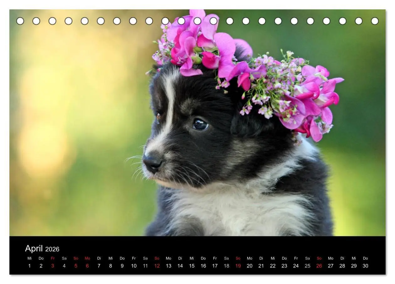 Bild: 9783516172843 | Der Bordercollie-Kalender (Tischkalender 2026 DIN A5 quer),...