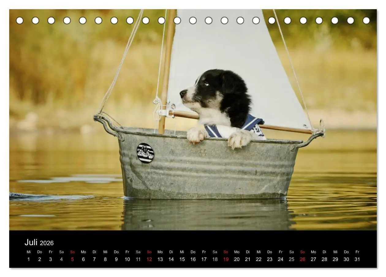 Bild: 9783516172843 | Der Bordercollie-Kalender (Tischkalender 2026 DIN A5 quer),...
