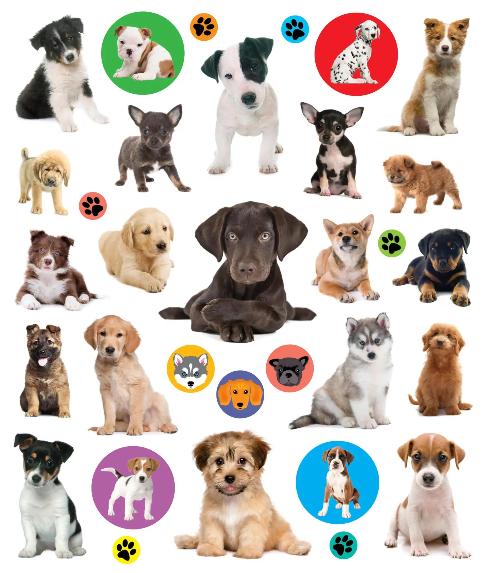 Bild: 9781523502943 | Eyelike Stickers: Puppies | Workman Publishing | Taschenbuch | 2018