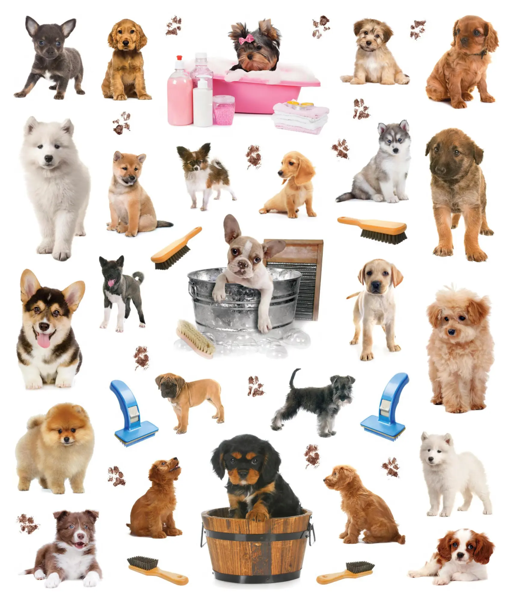 Bild: 9781523502943 | Eyelike Stickers: Puppies | Workman Publishing | Taschenbuch | 2018