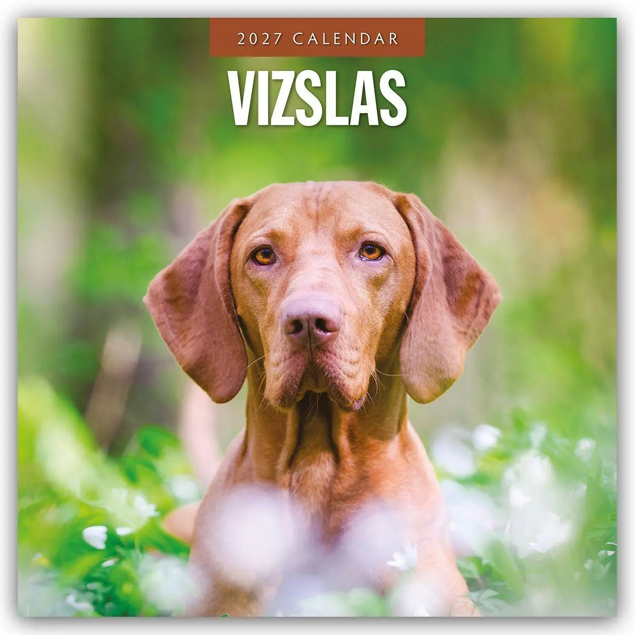 Cover: 9781837013043 | Vizslas - Magyar Vizsla - Kurzhaariger Ungarischer Vorstehhund 2027...