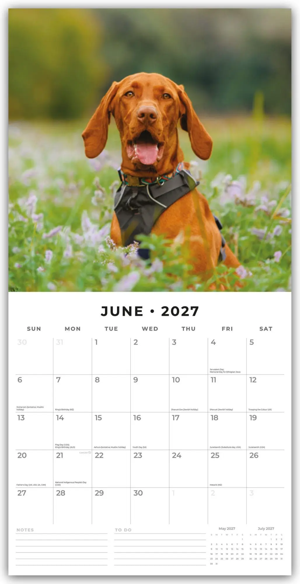 Bild: 9781837013043 | Vizslas - Magyar Vizsla - Kurzhaariger Ungarischer Vorstehhund 2027...