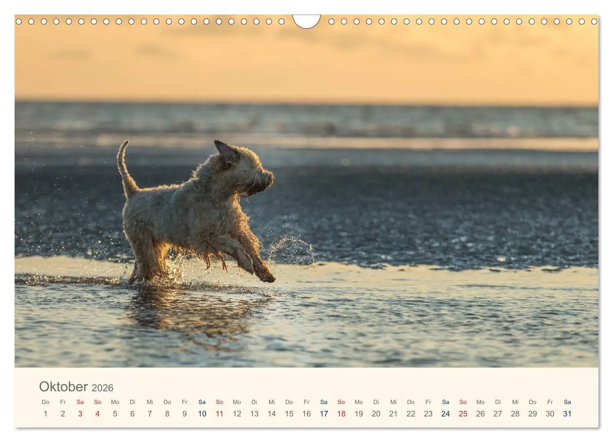 Bild: 9783457893043 | IRISH SOFT COATED WHEATEN TERRIER 2026 (Wandkalender 2026 DIN A3...