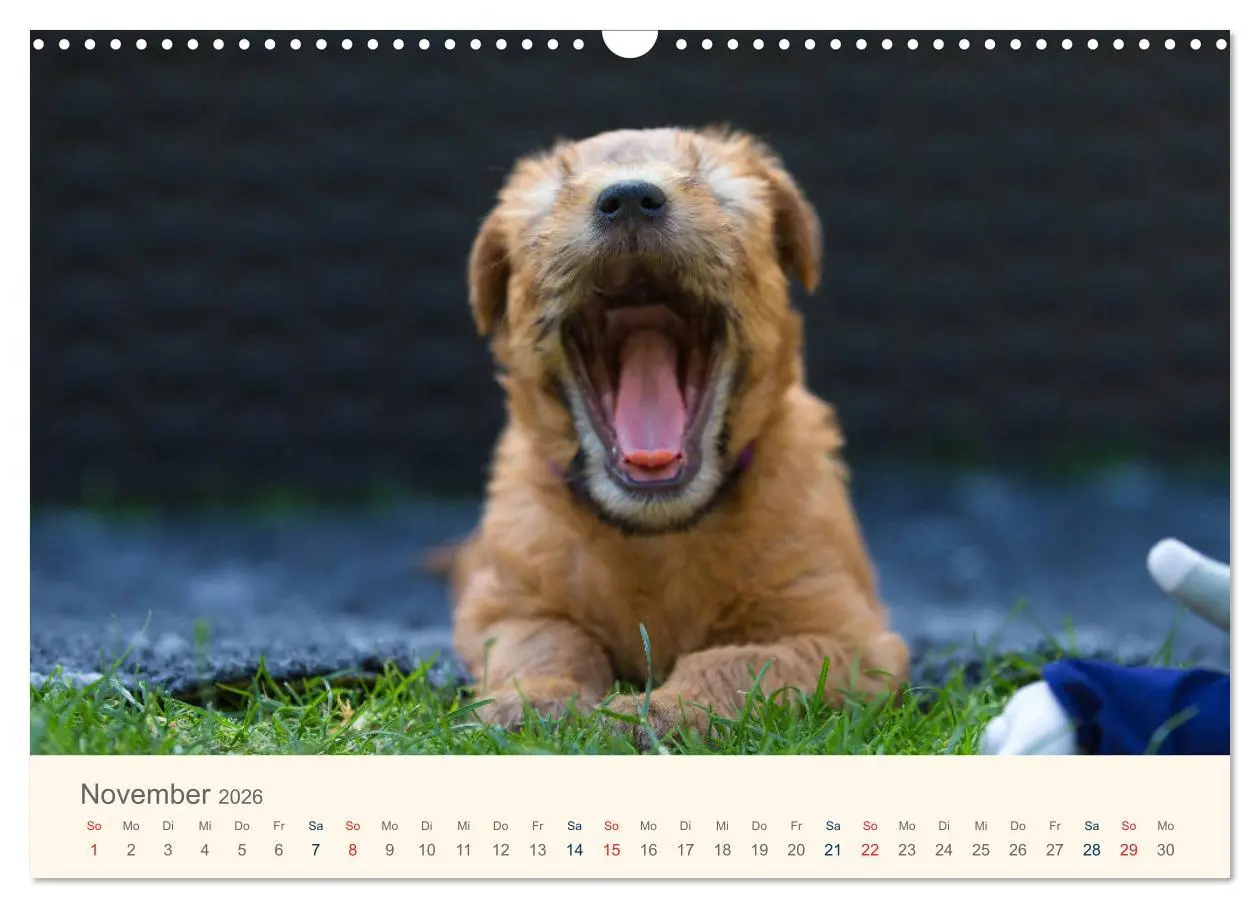 Bild: 9783457893043 | IRISH SOFT COATED WHEATEN TERRIER 2026 (Wandkalender 2026 DIN A3...