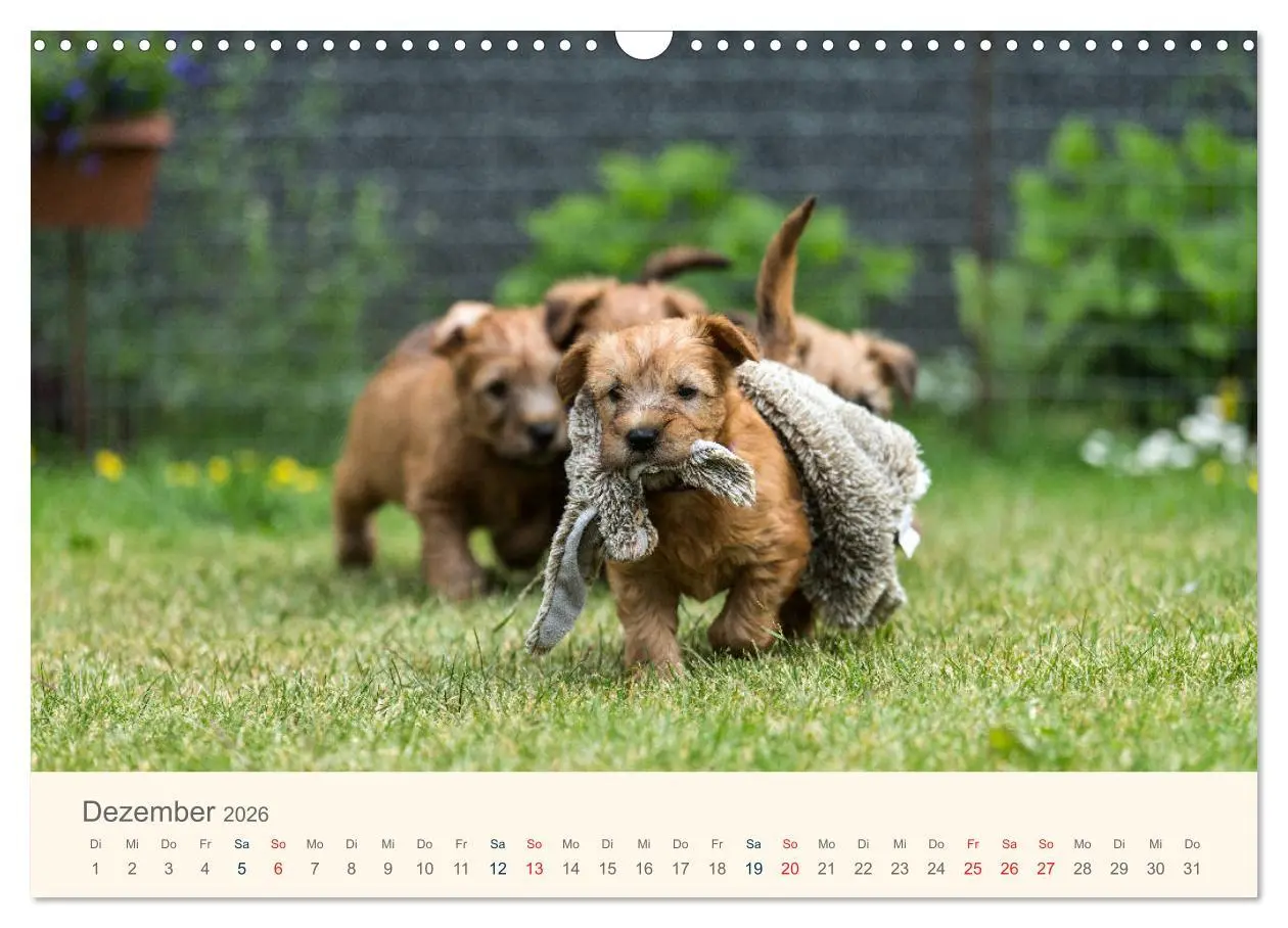 Bild: 9783457893043 | IRISH SOFT COATED WHEATEN TERRIER 2026 (Wandkalender 2026 DIN A3...