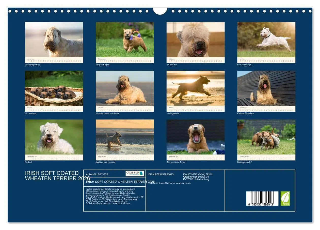 Bild: 9783457893043 | IRISH SOFT COATED WHEATEN TERRIER 2026 (Wandkalender 2026 DIN A3...