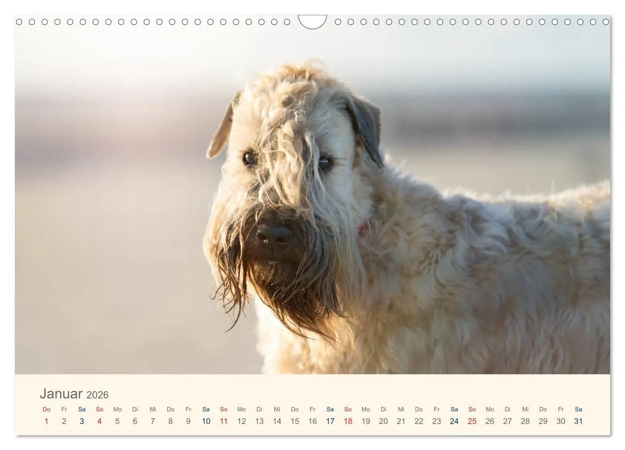 Bild: 9783457893043 | IRISH SOFT COATED WHEATEN TERRIER 2026 (Wandkalender 2026 DIN A3...