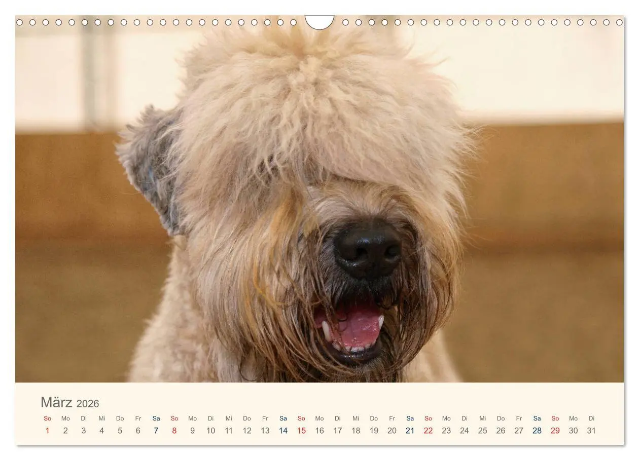 Bild: 9783457893043 | IRISH SOFT COATED WHEATEN TERRIER 2026 (Wandkalender 2026 DIN A3...