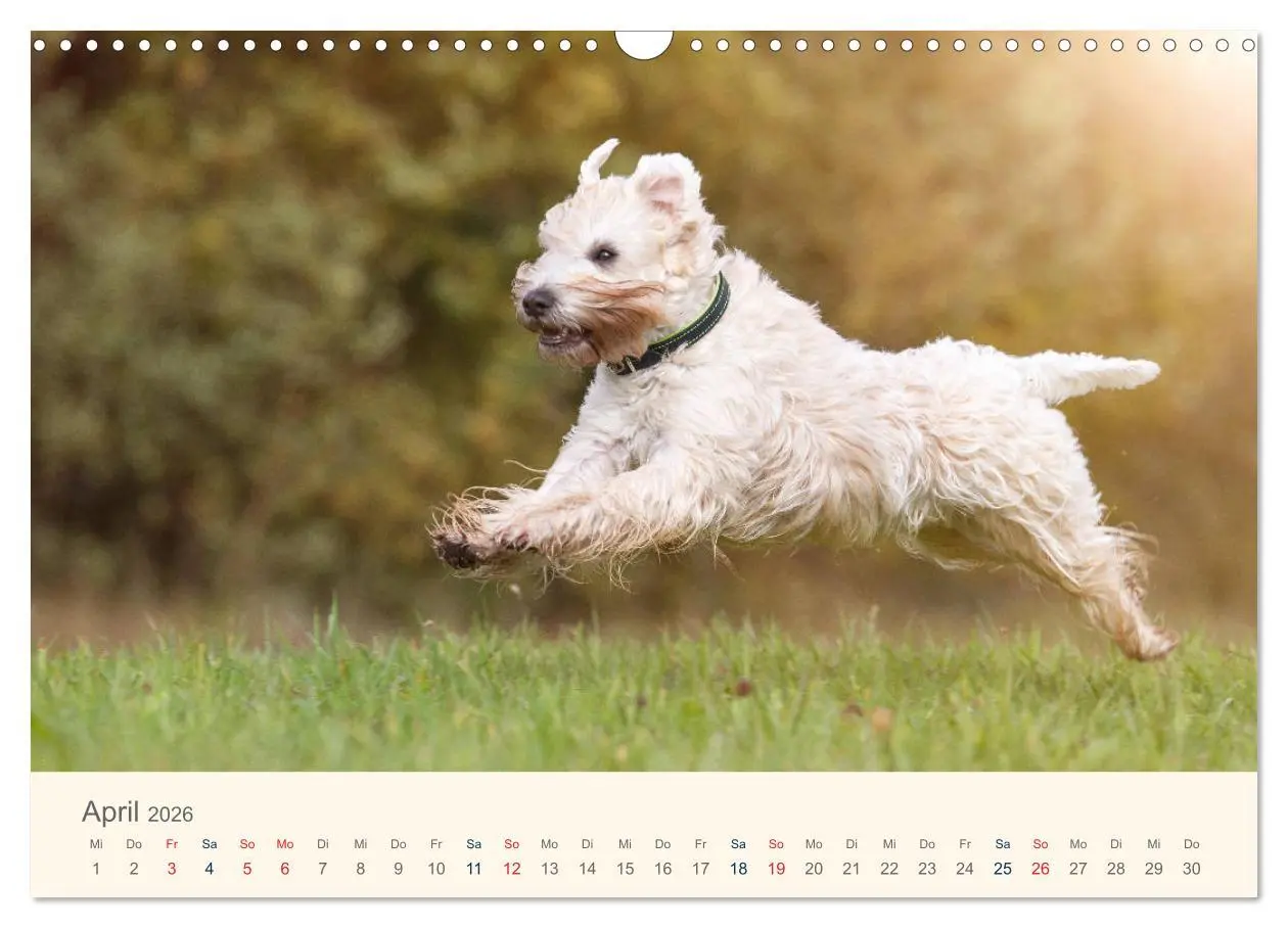 Bild: 9783457893043 | IRISH SOFT COATED WHEATEN TERRIER 2026 (Wandkalender 2026 DIN A3...