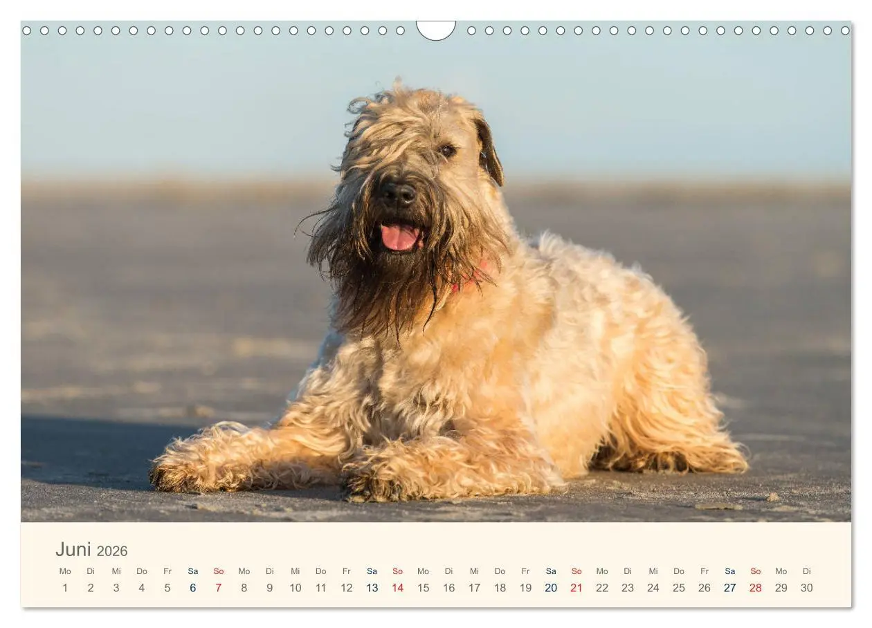 Bild: 9783457893043 | IRISH SOFT COATED WHEATEN TERRIER 2026 (Wandkalender 2026 DIN A3...