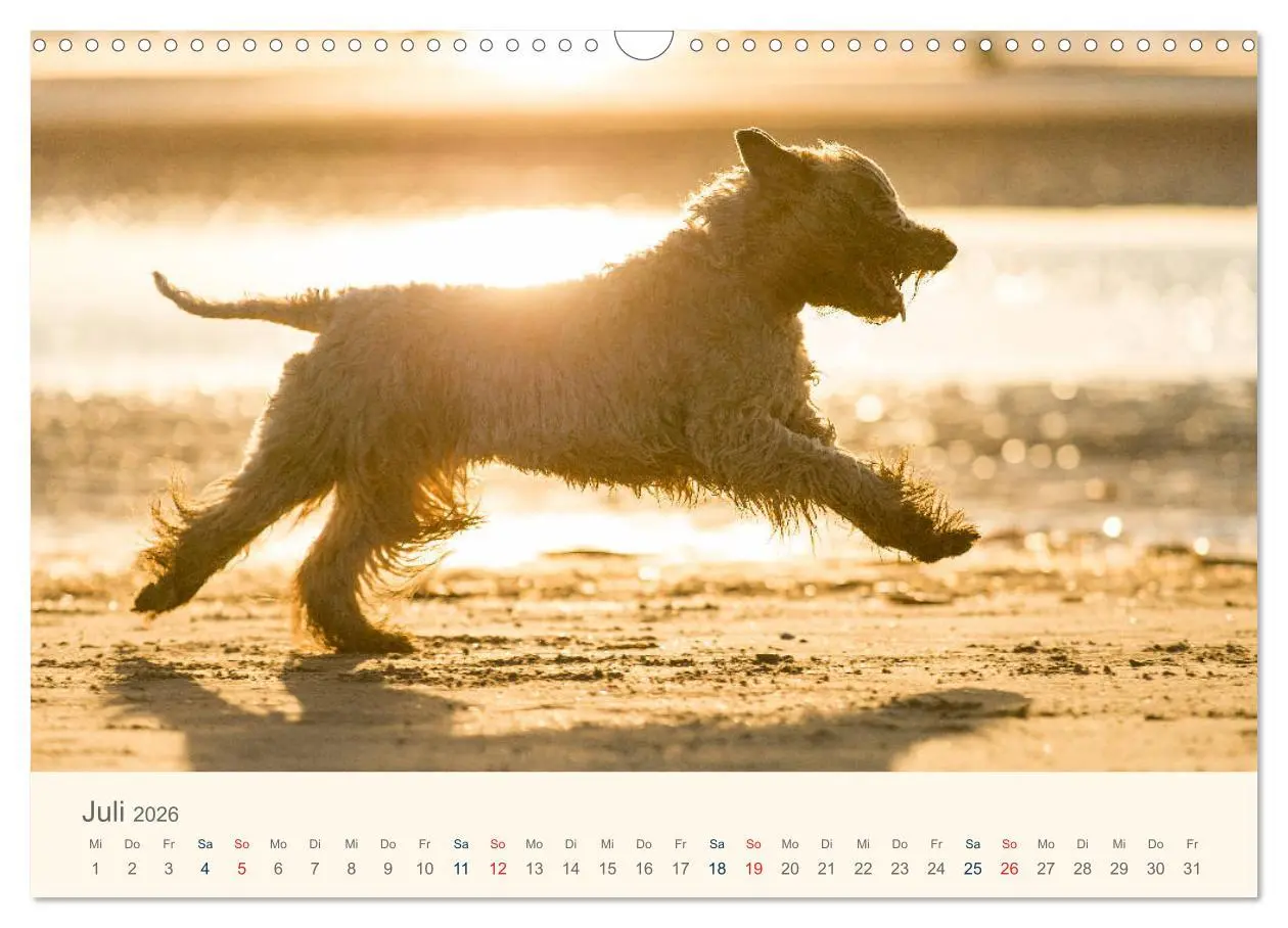 Bild: 9783457893043 | IRISH SOFT COATED WHEATEN TERRIER 2026 (Wandkalender 2026 DIN A3...
