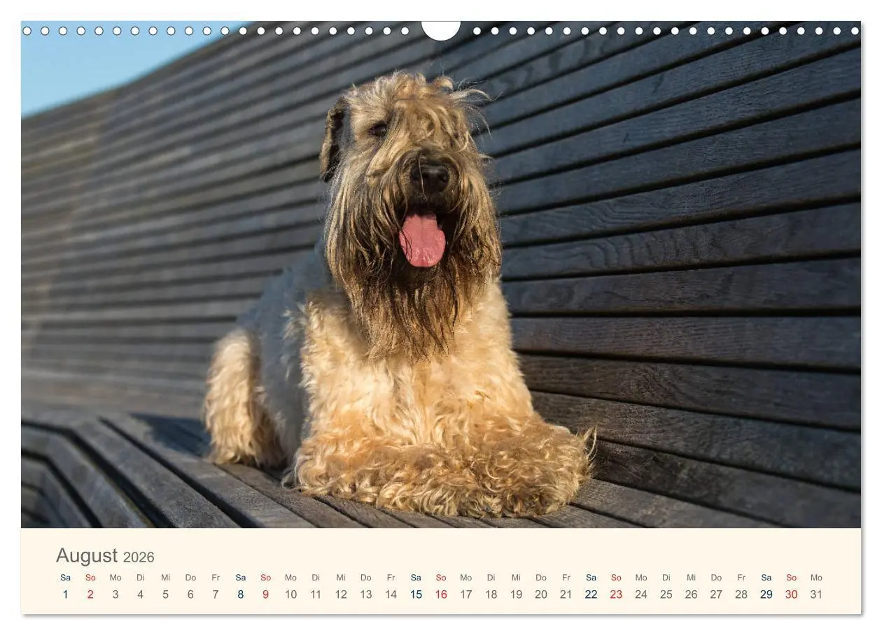 Bild: 9783457893043 | IRISH SOFT COATED WHEATEN TERRIER 2026 (Wandkalender 2026 DIN A3...