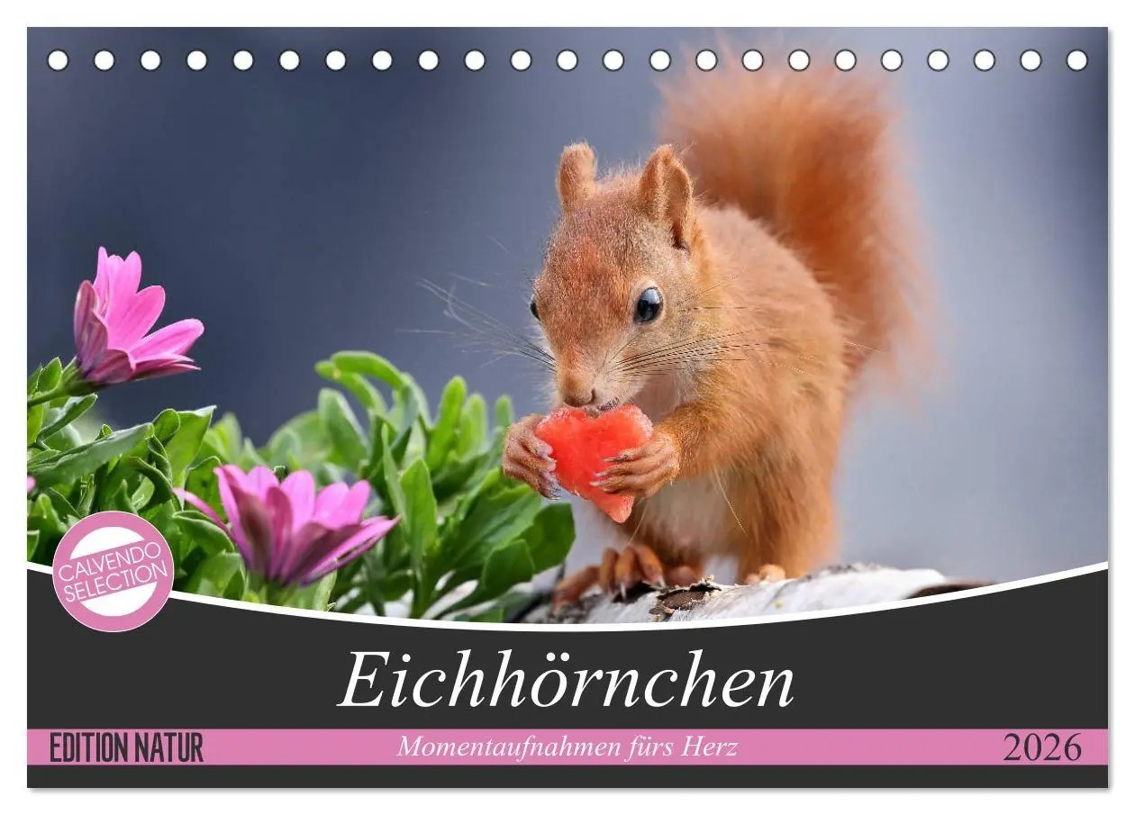 Cover: 9783457883143 | Eichhörnchen Momentaufnahmen fürs Herz (Tischkalender 2026 DIN A5...