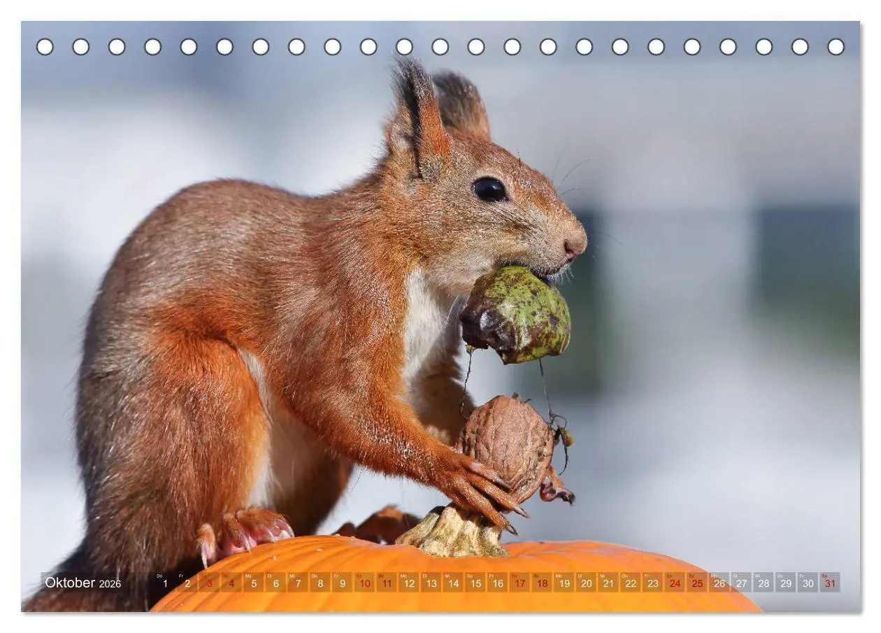 Bild: 9783457883143 | Eichhörnchen Momentaufnahmen fürs Herz (Tischkalender 2026 DIN A5...